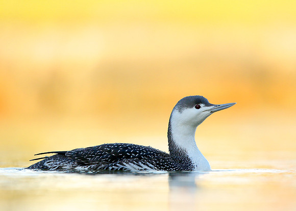 Red-throated Diver Gavia stellata