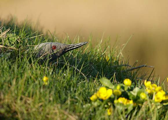 Red-throated Diver Gavia stellata