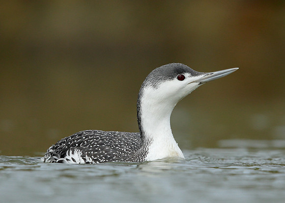 Red-throated Diver Gavia stellata