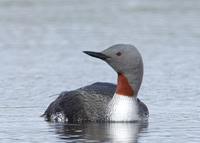 Red-throated Diver Gavia stellata