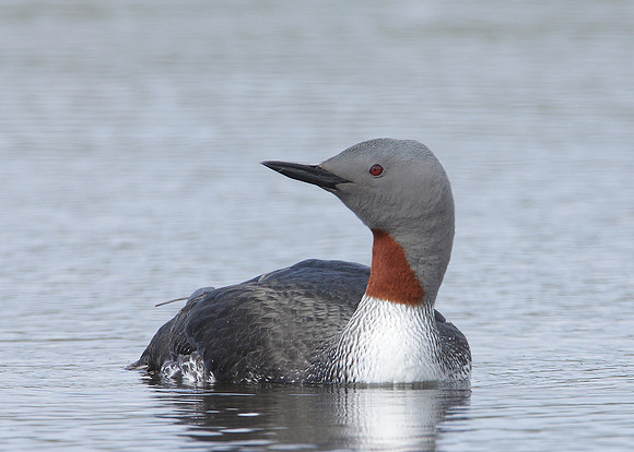 Red-throated Diver Gavia stellata
