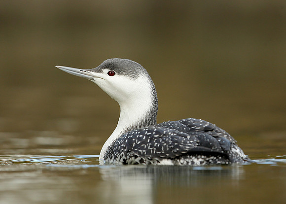 Red-throated Diver Gavia stellata