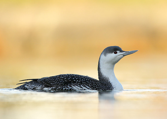 Red-throated Diver Gavia stellata