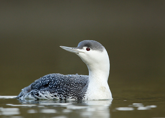 Red-throated Diver Gavia stellata