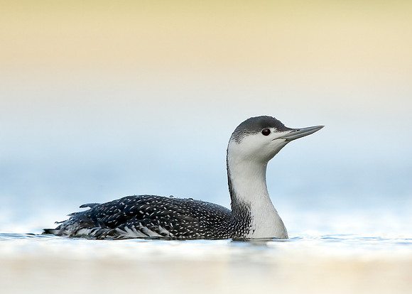 Red-throated Diver Gavia stellata