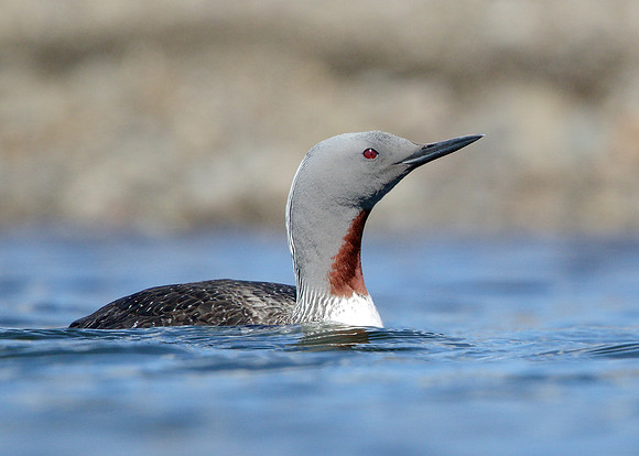 Red-throated Diver Gavia stellata