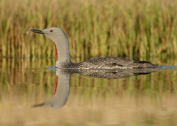 Red-throated Diver Gavia stellata