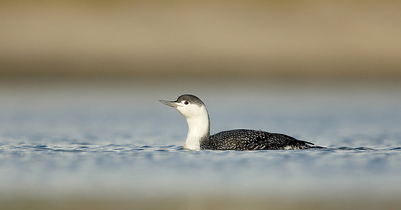 Red-throated Diver Gavia stellata