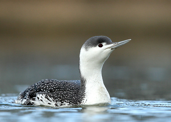 Red-throated Diver Gavia stellata