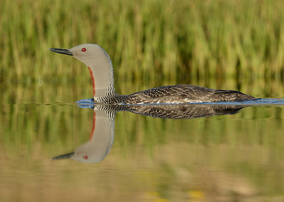 Red-throated Diver Gavia stellata
