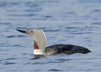 Red-throated Diver Gavia stellata
