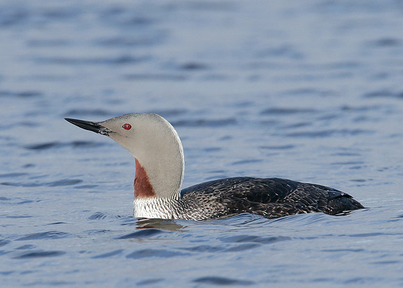 Red-throated Diver Gavia stellata