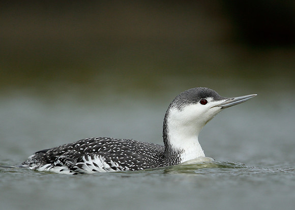 Red-throated Diver Gavia stellata