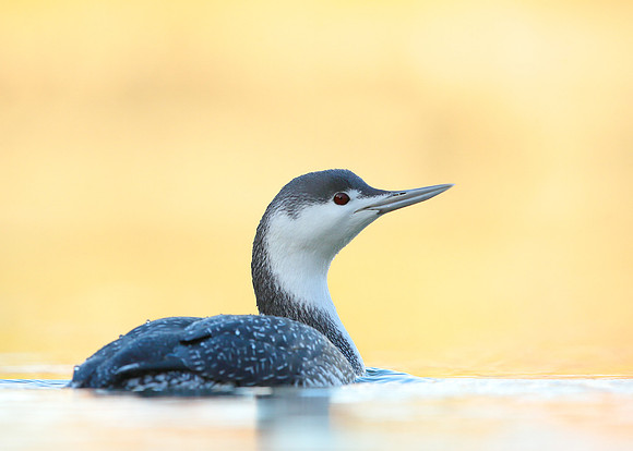 Red-throated Diver Gavia stellata