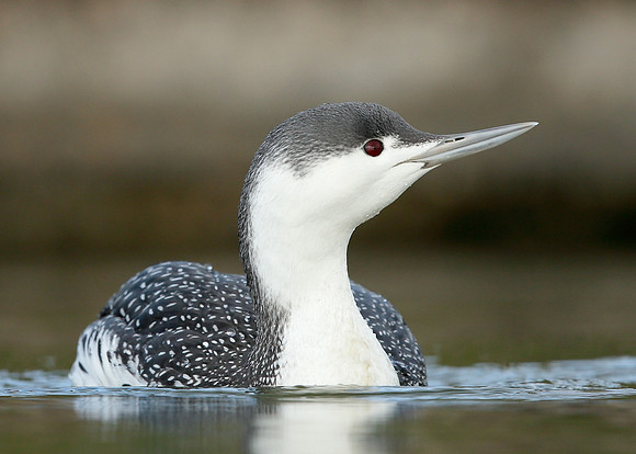 Red-throated Diver Gavia stellata