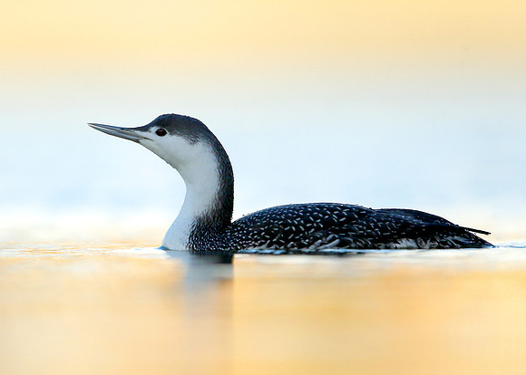 Red-throated Diver Gavia stellata
