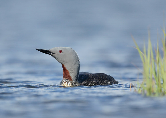 Red-throated Diver Gavia stellata