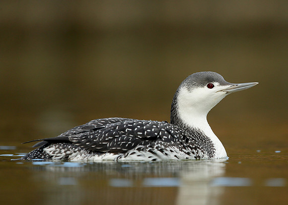 Red-throated Diver Gavia stellata