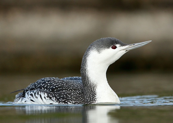 Red-throated Diver Gavia stellata