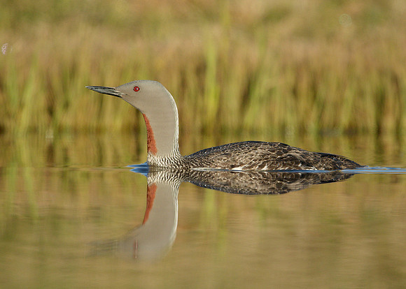 Red-throated Diver Gavia stellata