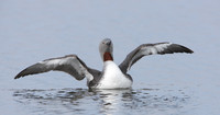 Red-throated Diver Gavia stellata