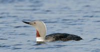Red-throated Diver Gavia stellata