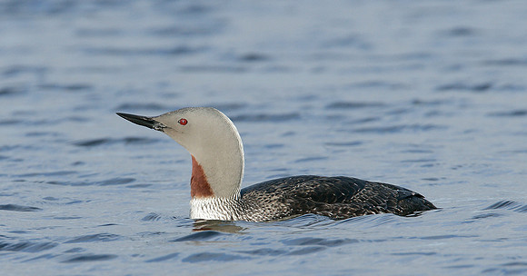 Red-throated Diver Gavia stellata
