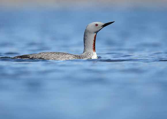 Red-throated Diver Gavia stellata