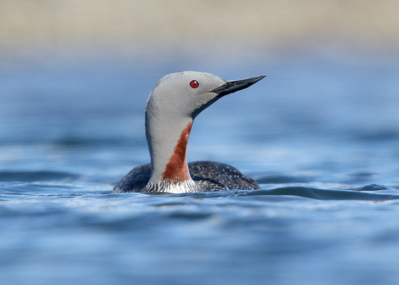 Red-throated Diver Gavia stellata