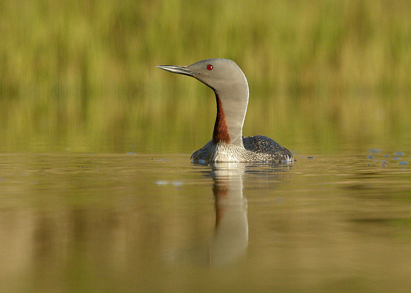 Red-throated Diver Gavia stellata
