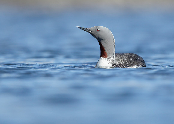 Red-throated Diver Gavia stellata