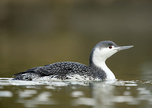 Red-throated Diver Gavia stellata