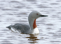 Red-throated Diver Gavia stellata