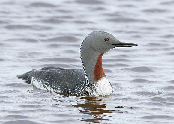 Red-throated Diver Gavia stellata