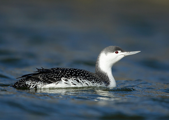 Red-throated Diver Gavia stellata