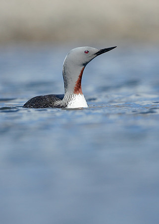 Red-throated Diver Gavia stellata