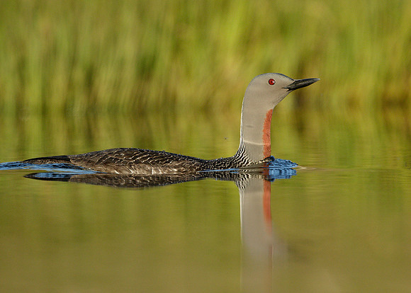 Red-throated Diver Gavia stellata