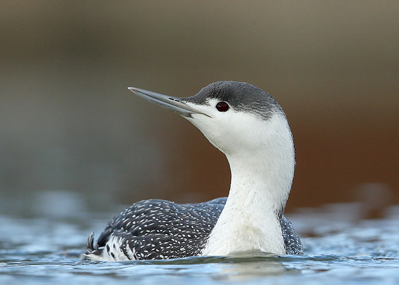 Red-throated Diver Gavia stellata