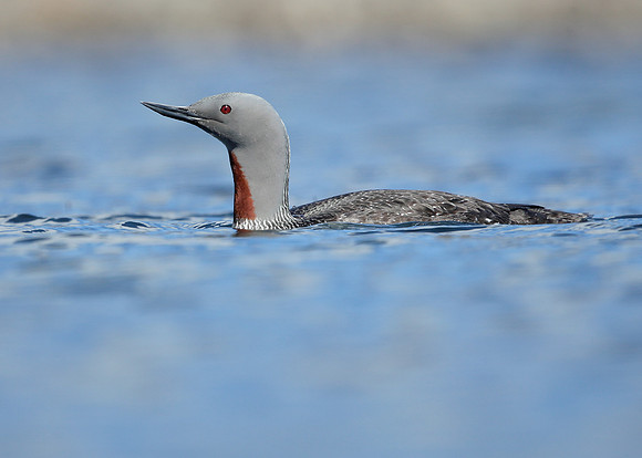 Red-throated Diver Gavia stellata