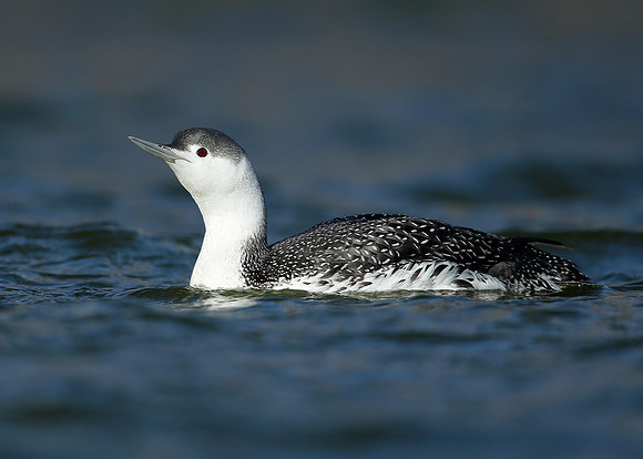 Red-throated Diver Gavia stellata