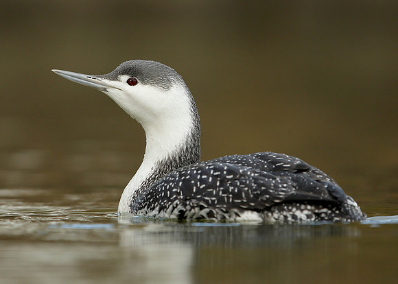 Red-throated Diver Gavia stellata