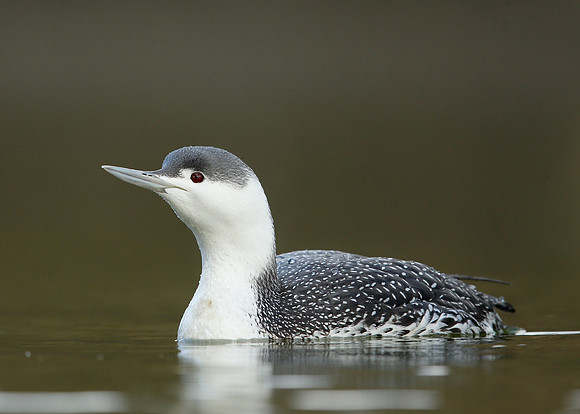 Red-throated Diver Gavia stellata