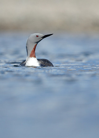 Red-throated Diver Gavia stellata