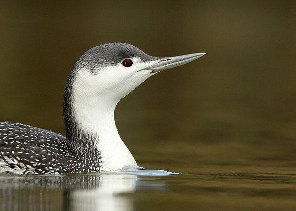 Red-throated Diver Gavia stellata
