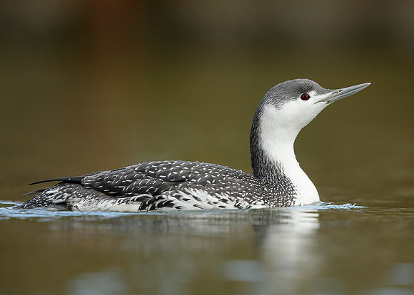 Red-throated Diver Gavia stellata