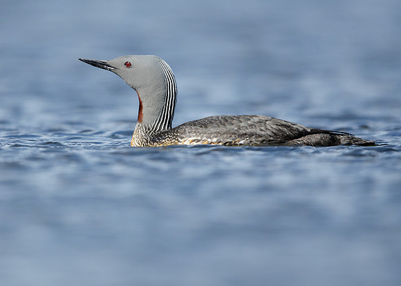 Red-throated Diver Gavia stellata