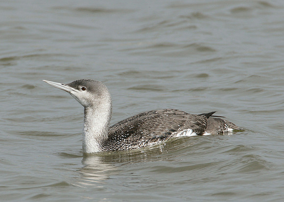 Red-throated Diver Gavia stellata
