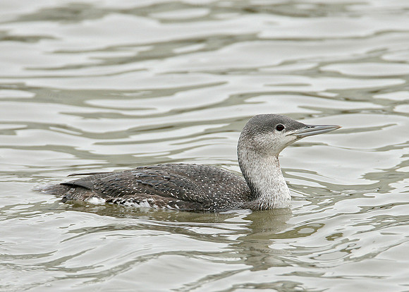 Red-throated Diver Gavia stellata