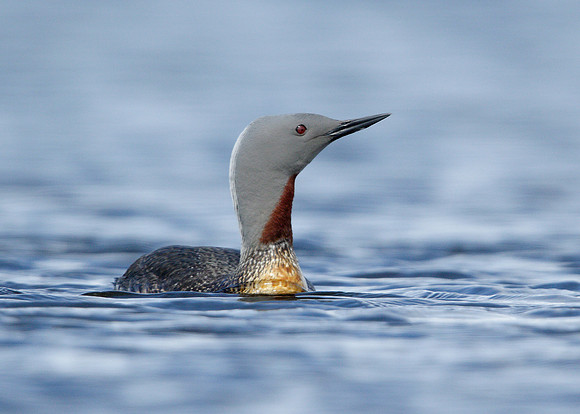 Red-throated Diver Gavia stellata