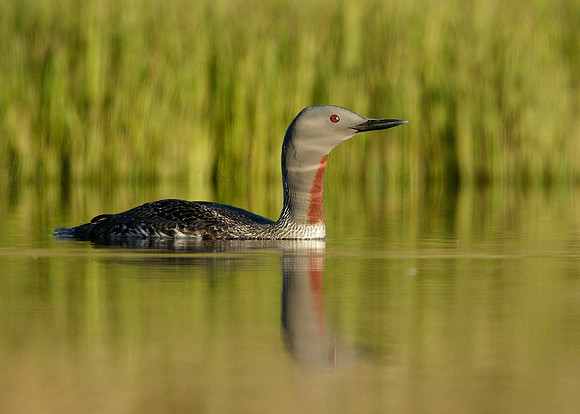 Red-throated Diver Gavia stellata